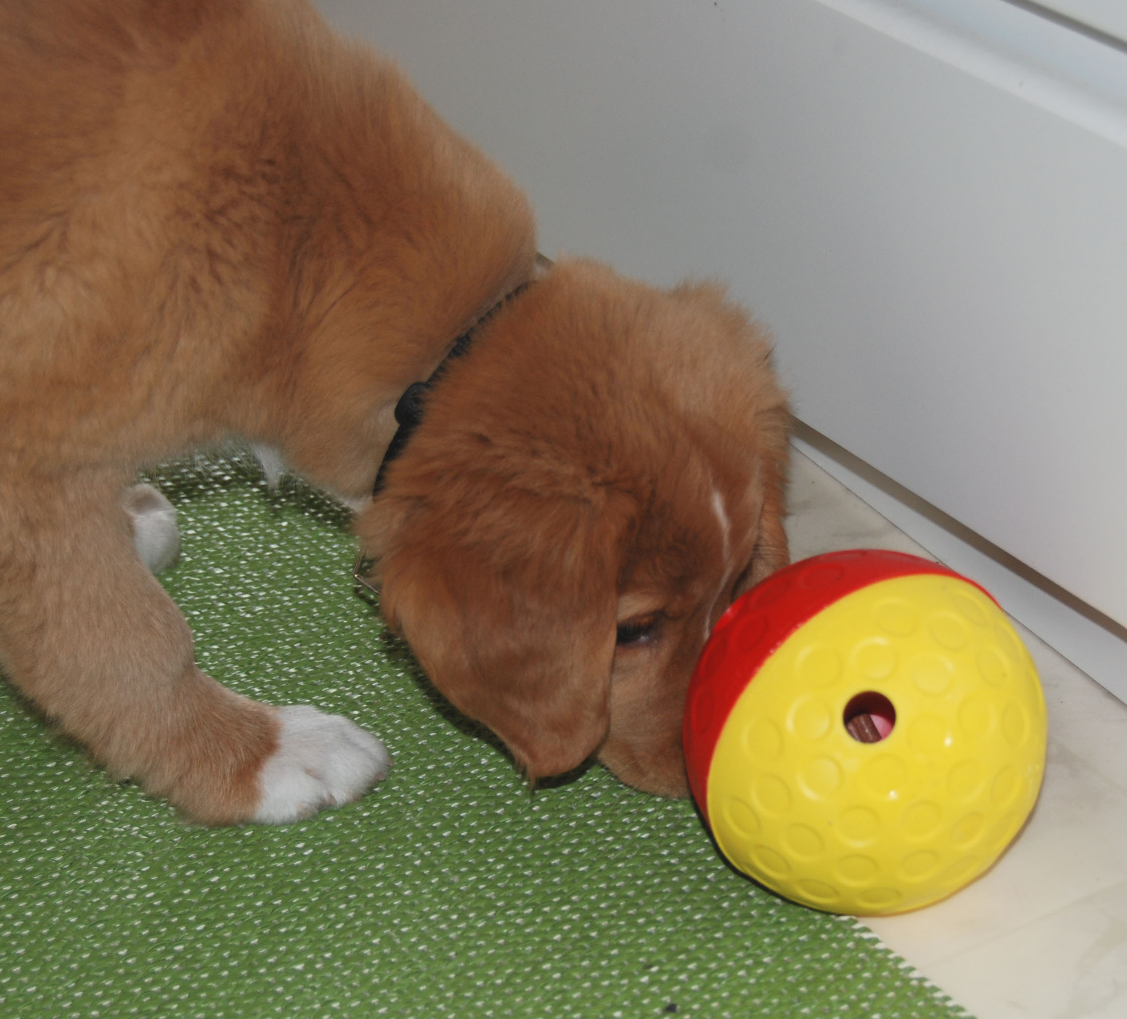 Nina Ottosson Dog Toys Shop DOG TREAT BALL "QULAN". Small. Original