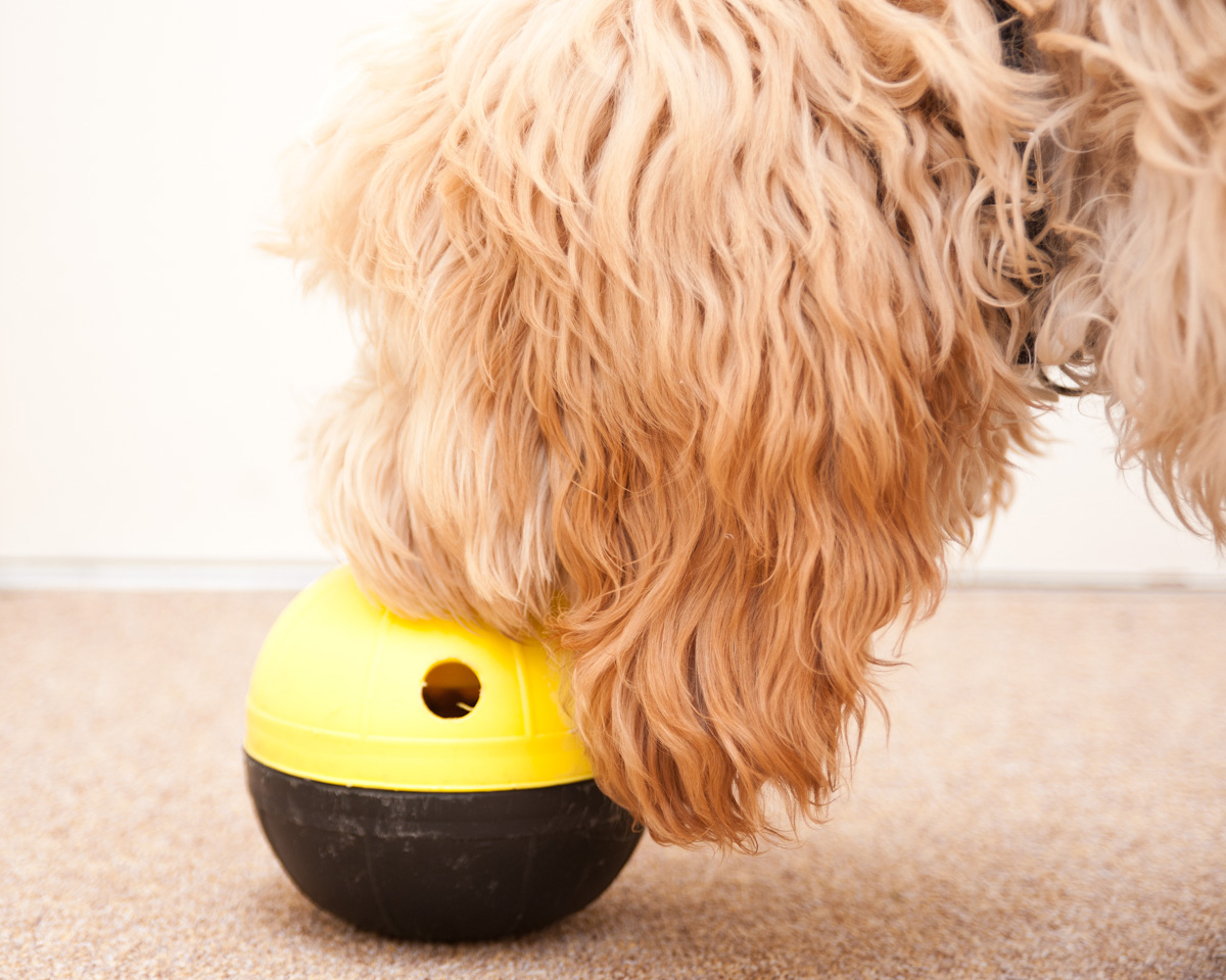 Nina Ottosson Dog Toys Shop DogDizzy Treat toy. Level 2