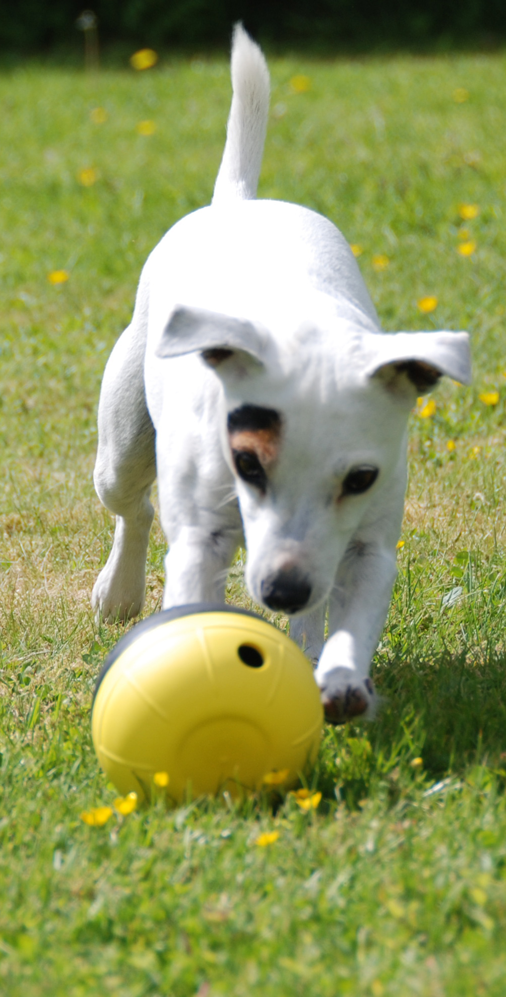 Nina Ottosson Dog Toys Shop DogDizzy Treat toy. Level 2