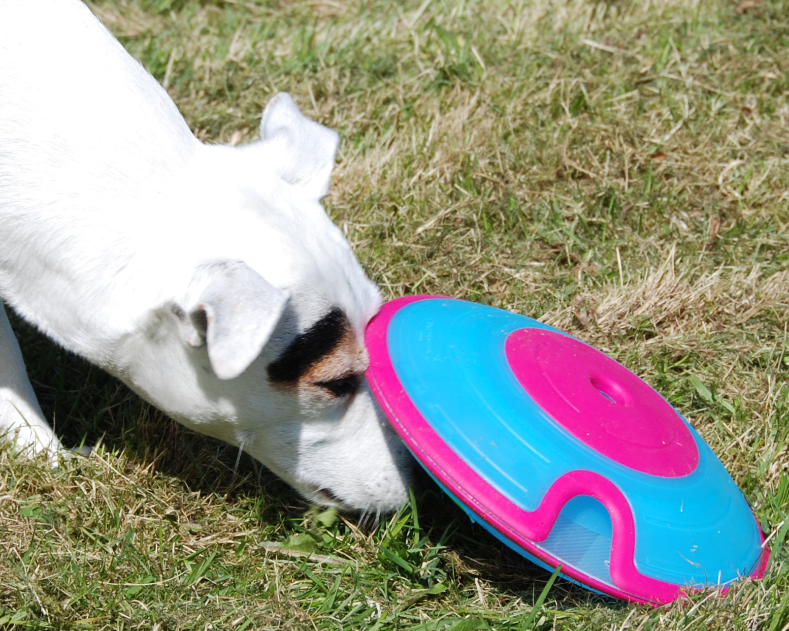 Nina Ottosson Dog Toys Shop - Cat treat Maze. Level 2